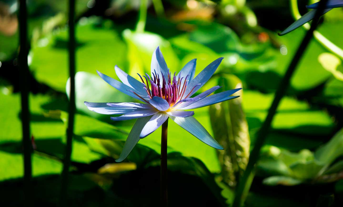 Oriental massage flowers