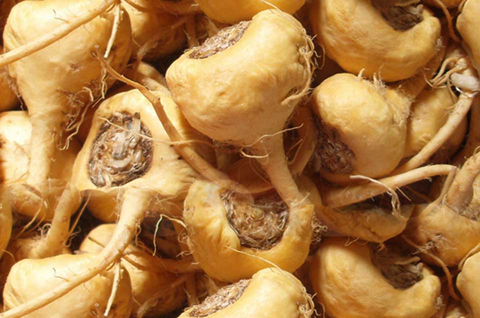Maca root remedy for sexual problems